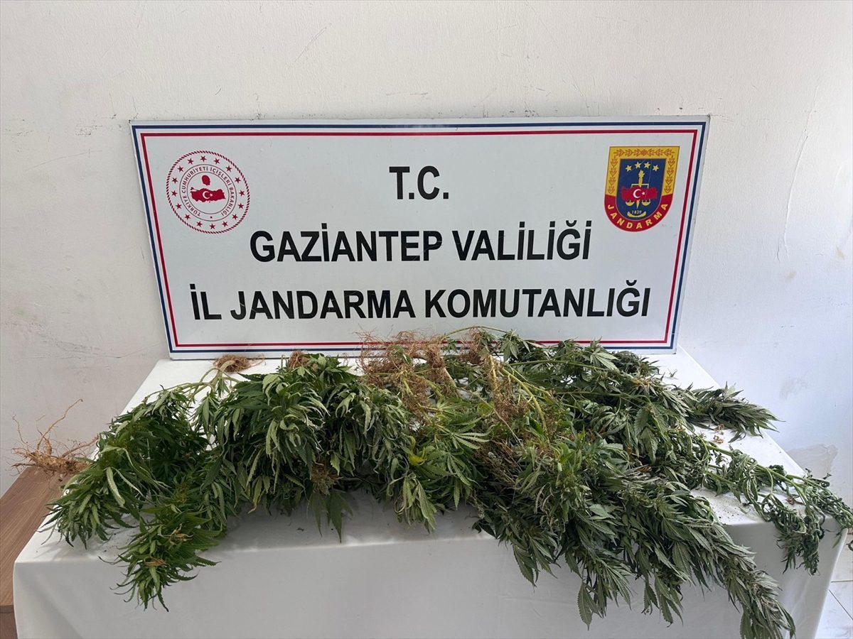 Gaziantep’te kenevir ekimine yönelik operasyonda 8 şüpheli hakkında adli işlem yapıldı