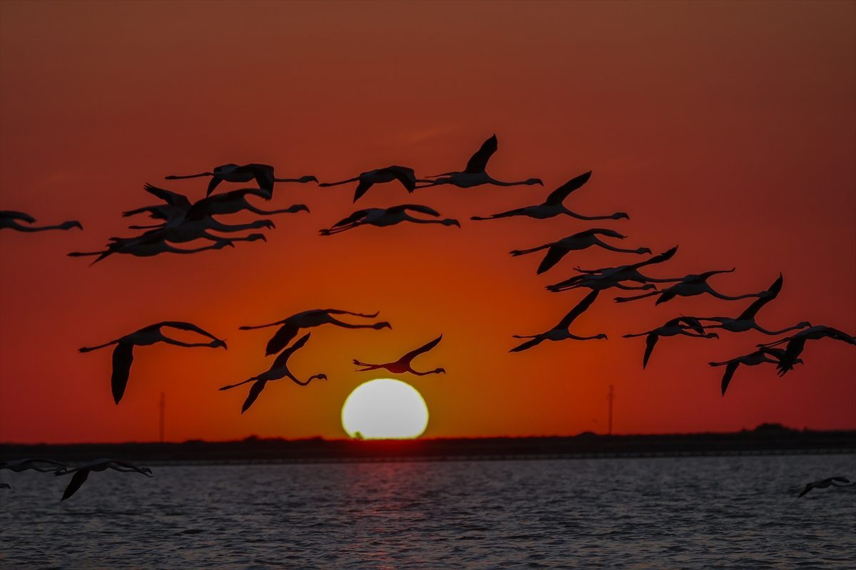 Gediz Deltası’ndaki yapay flamingo adası yavrularla şenlendi