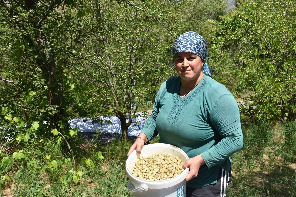 Geleneksel dut pekmezi üreticilere ek gelir kapısı oluyor