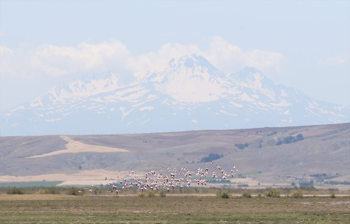 Göçmen kuşlar eski günlerine dönen Tuzla Palas Gölü’nü terk etmiyor