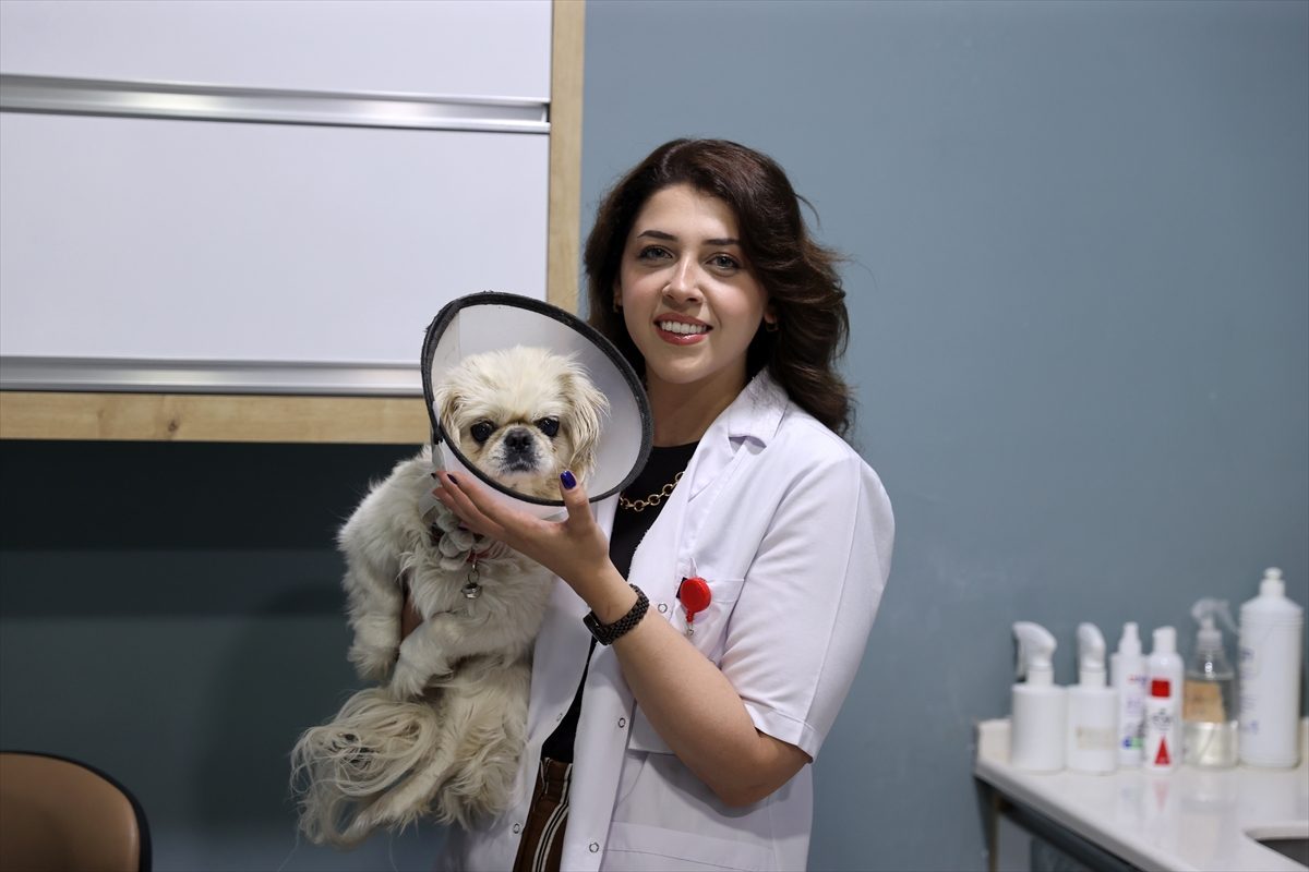 Görme yetisini kaybeden “Pamuk” kontak lens sayesinde iyileşecek