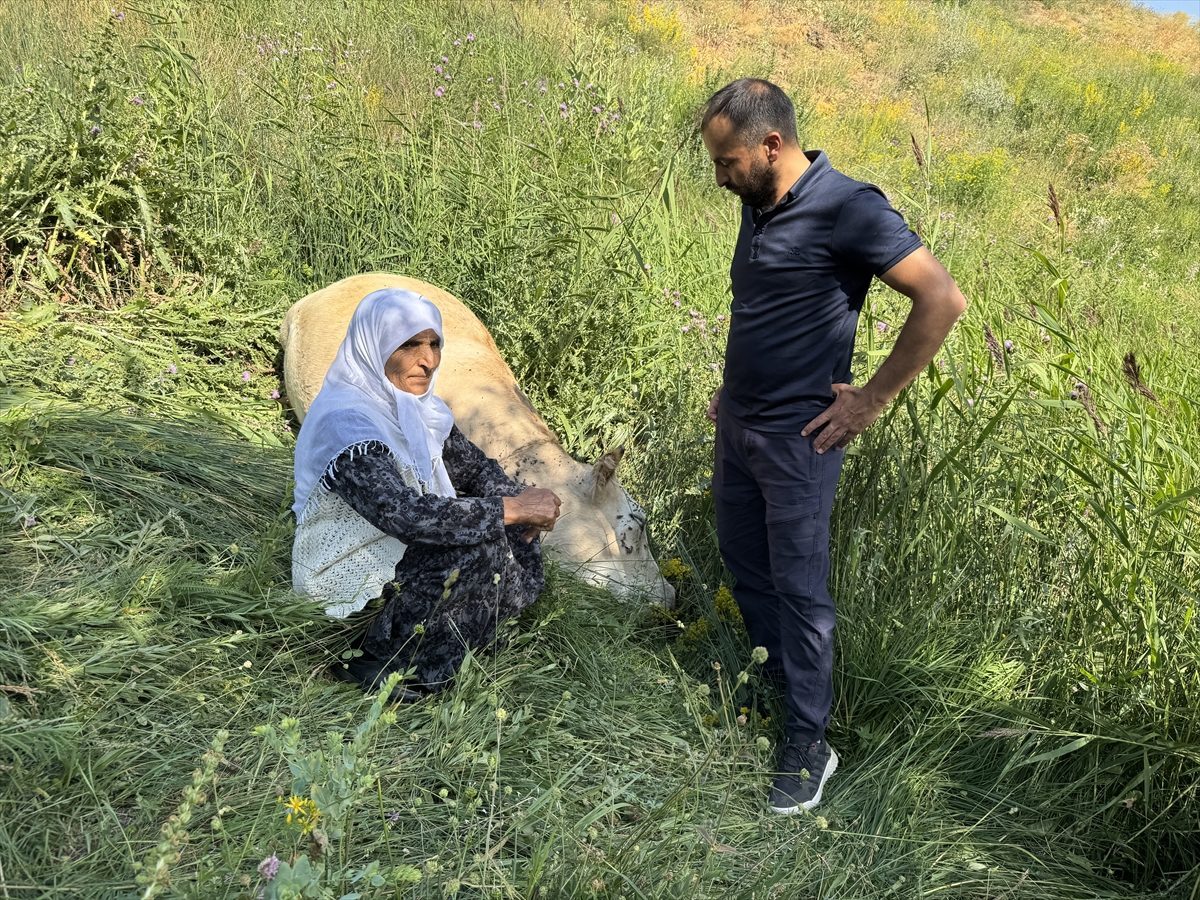 Hakkari’de ineği telef olan kadına 2 inek ve 2 buzağı desteği
