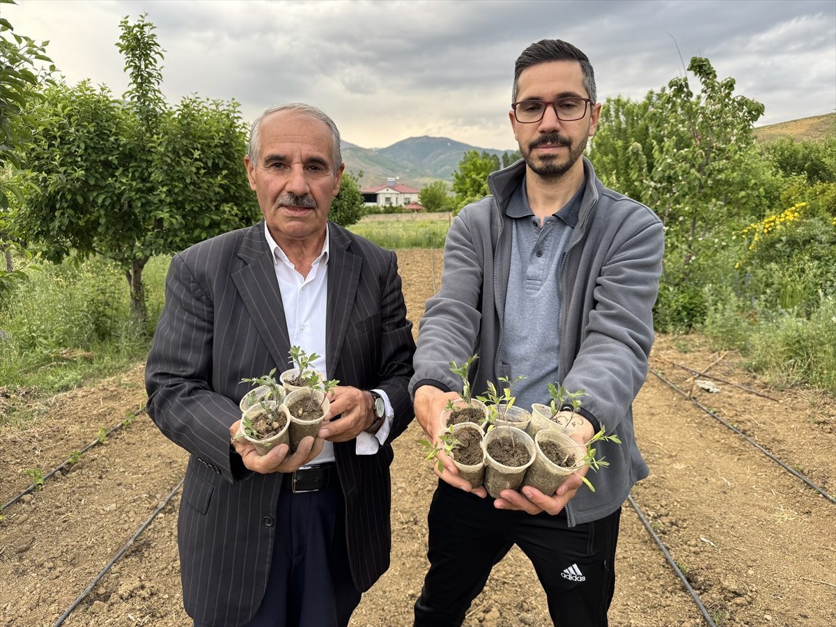 Hakkarili çiftçi ata tohumlarını koruyup verimli ürünler yetiştiriyor