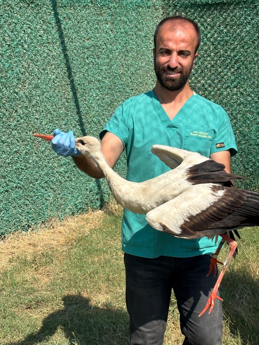 Hatay’da yaralı ve bitkin bulunan 18 kuş tedavilerinin ardından doğaya salındı