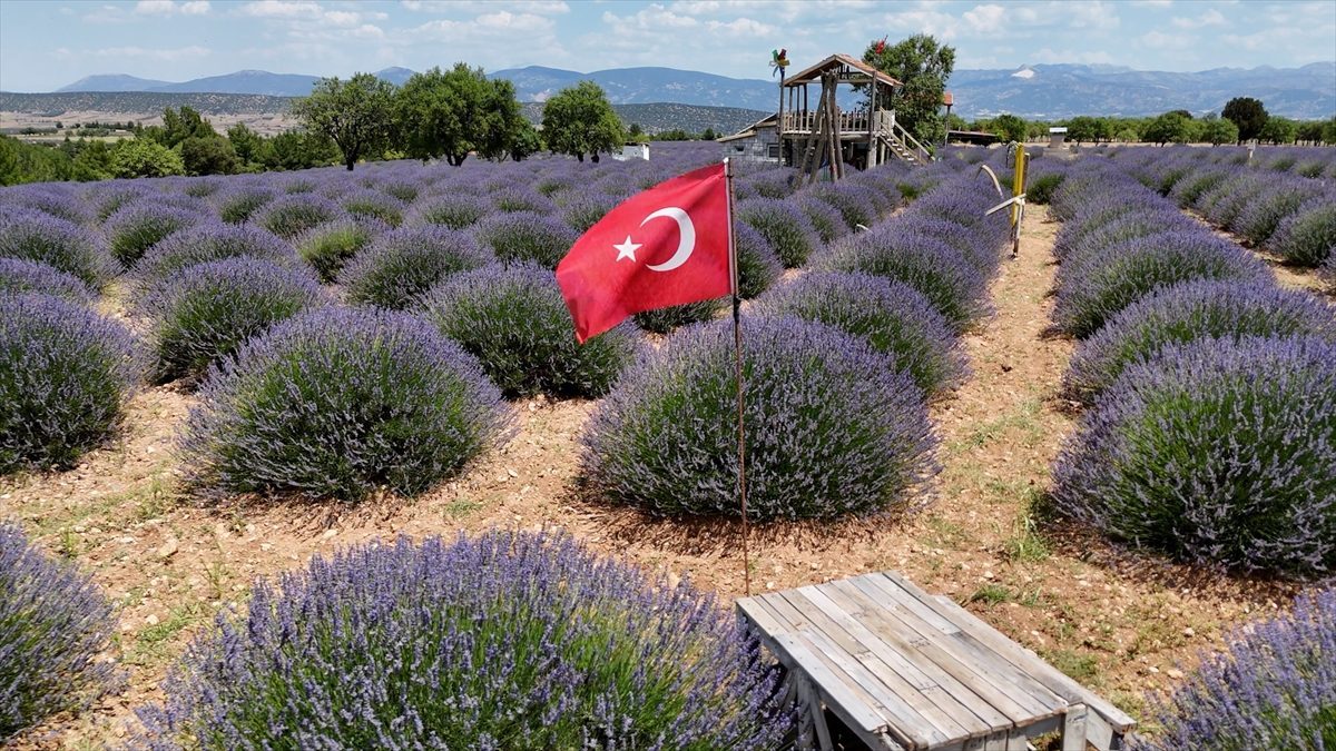 Isparta’da mora bürünen lavanta tarlalarında sezon başladı