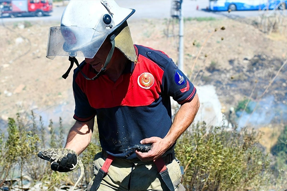 İzmir’de orman yangınında kurtarılan bukalemun doğaya bırakıldı