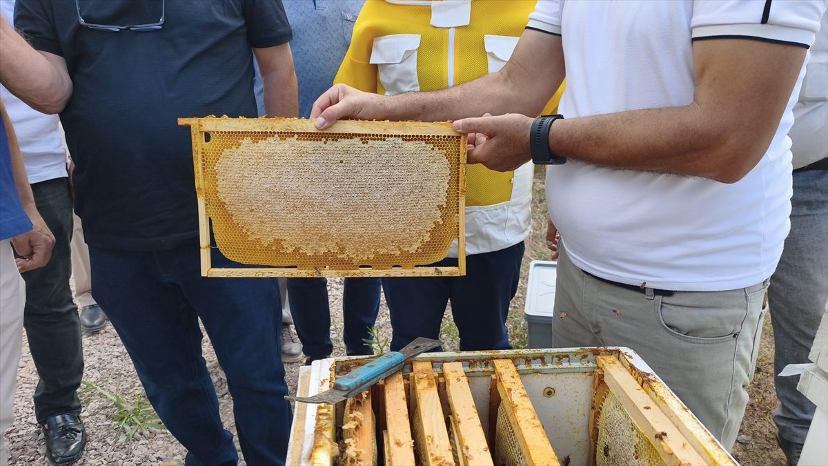 Karabük’te coğrafi tescilli Yenice ıhlamur balında hasat başladı