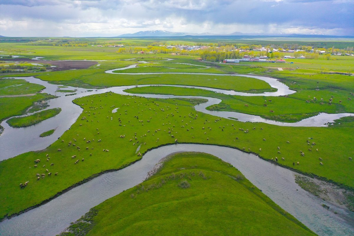 Kars’ta yağışlarla canlanan menderesler tarım ve hayvancılığa katkı sunuyor