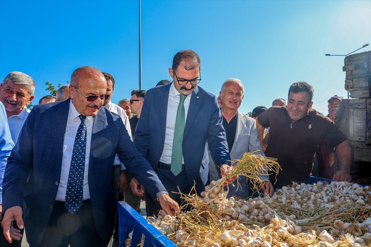 Kastamonu’da hasadın başlamasının ardından Taşköprü Sarımsak Pazarı açıldı