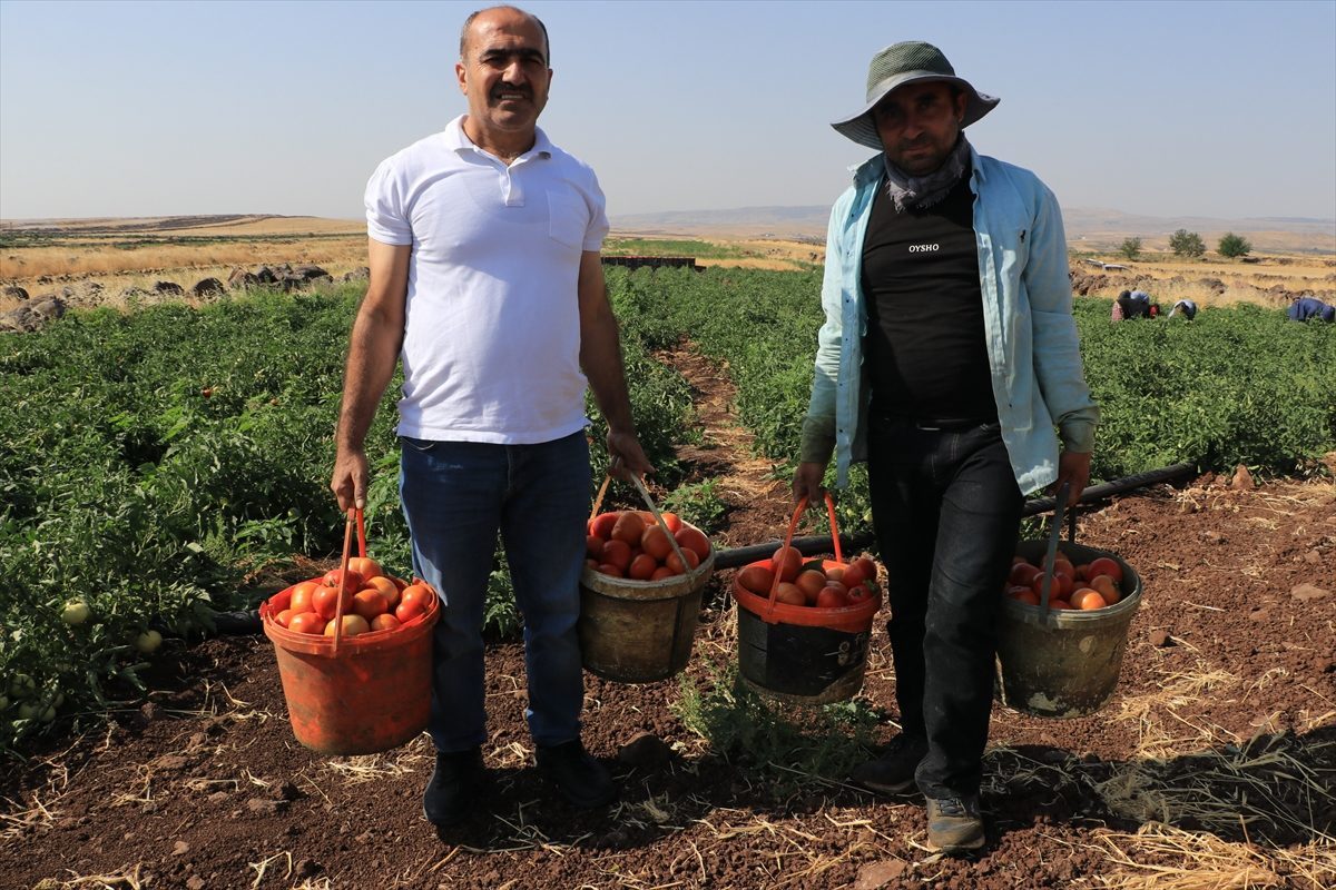 Kilis’te yaklaşık 5 bin dekar alanda yetiştirilen domateste hasat başladı