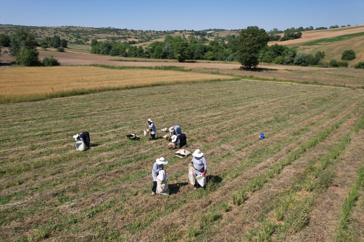Kocaeli’de tıbbi ve aromatik bitki projesiyle ekilen kekikte hasat başladı