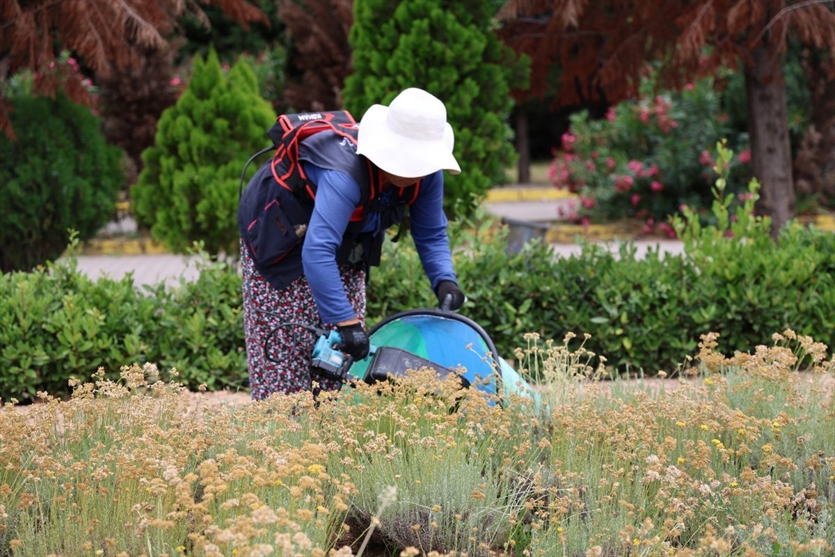 Kocaeli’de tıbbi ve aromatik bitki üretiminde 41 türün hasadı yapıldı