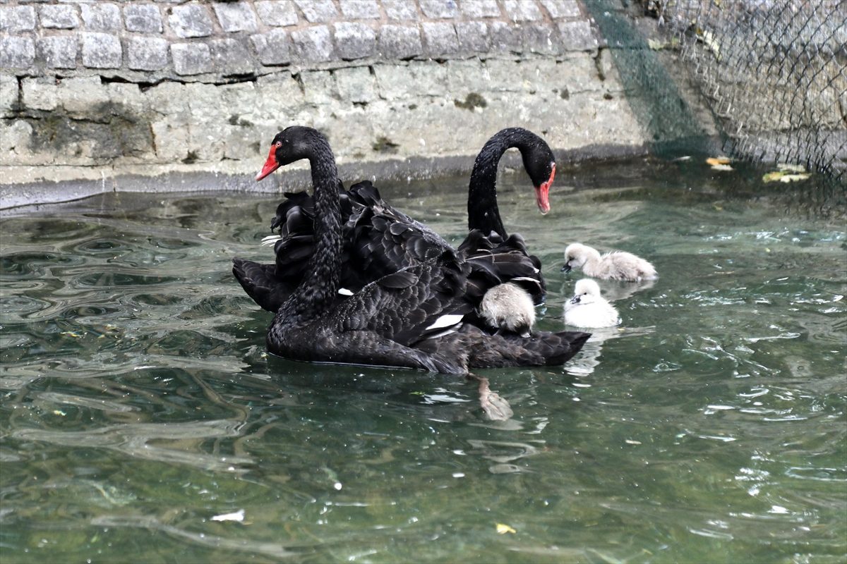 Kuğulu Park’ta yavru heyecanı