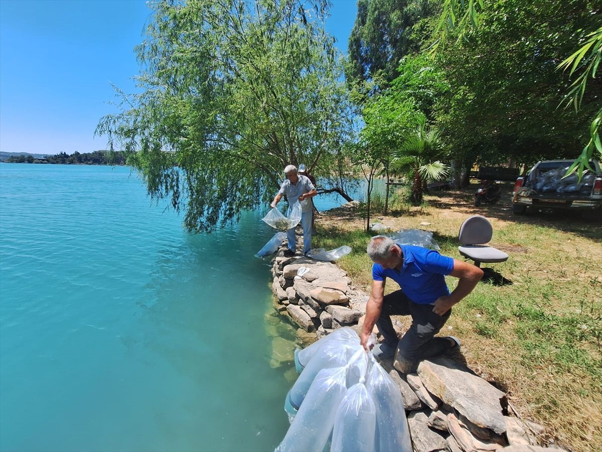 Manavgat’ta iç sulara 400 bin sazan yavrusu salındı