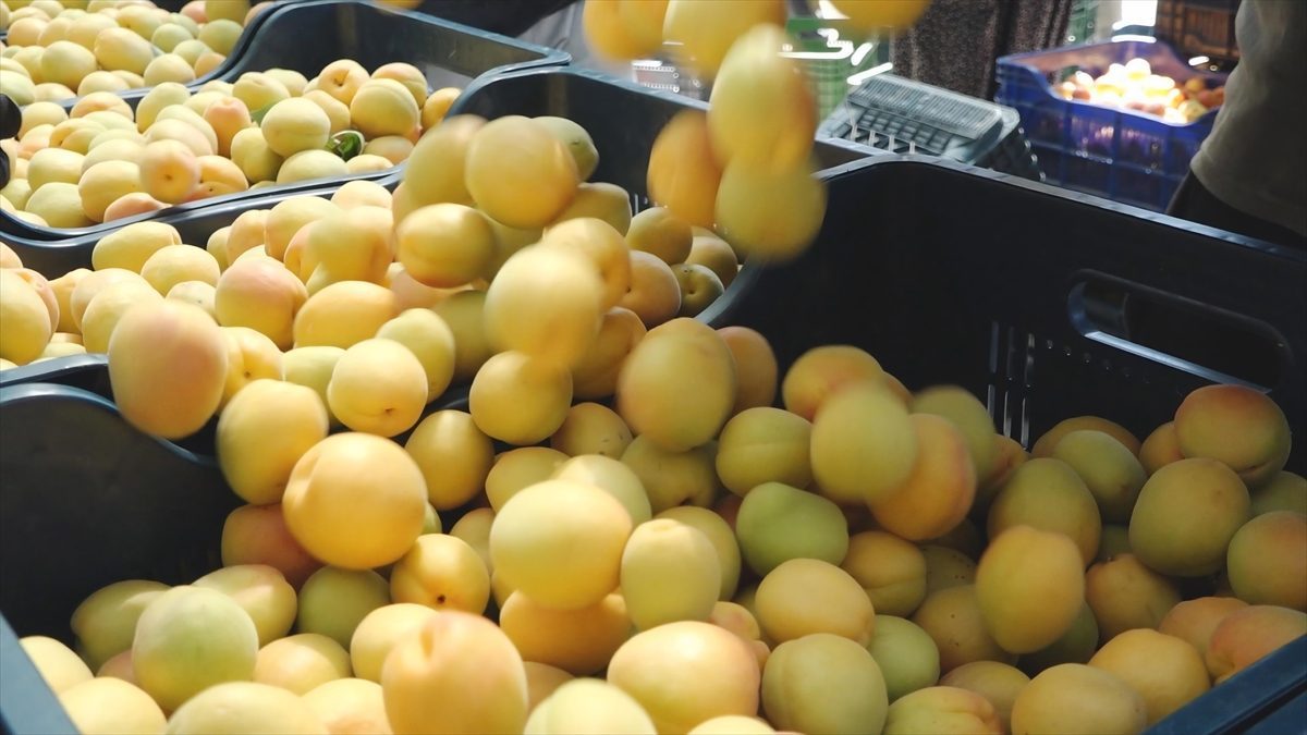 Mersin’in tescilli Mut kayısısında hasat mesaisi sürüyor