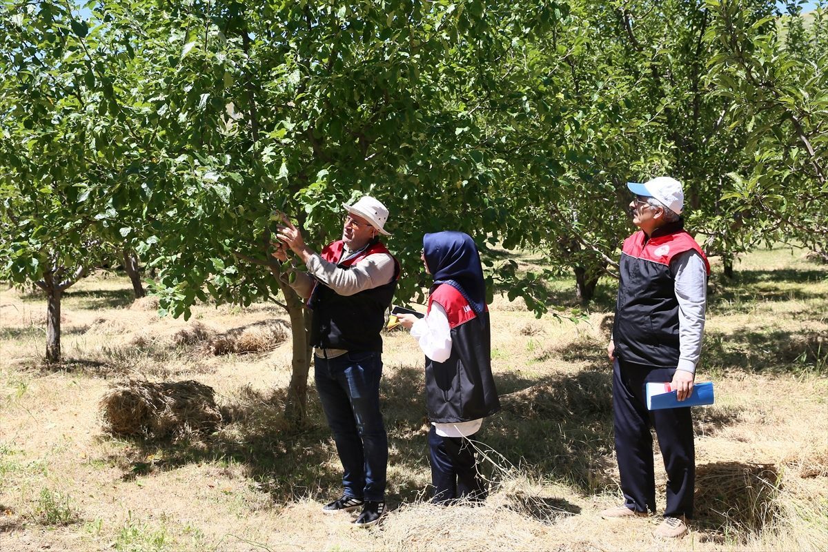 Muş’ta meyve bahçeleri “feromon tuzakları” ile korunuyor