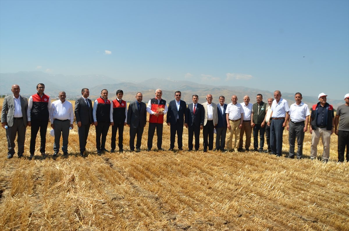 Muş’ta sezonun ilk hububat hasadına başlandı