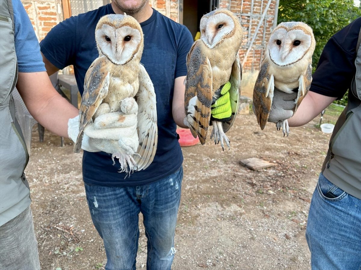 Ordu’da çatı katında bulunan 3 peçeli baykuş doğaya bırakıldı