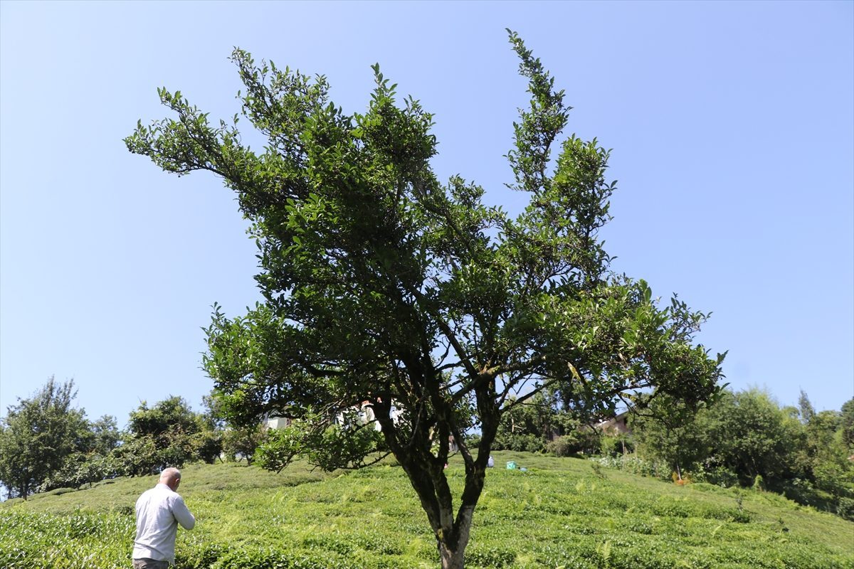 Rize’de yaklaşık 70 yıldır budanmayan çay ağacı görenlerin ilgisini çekiyor