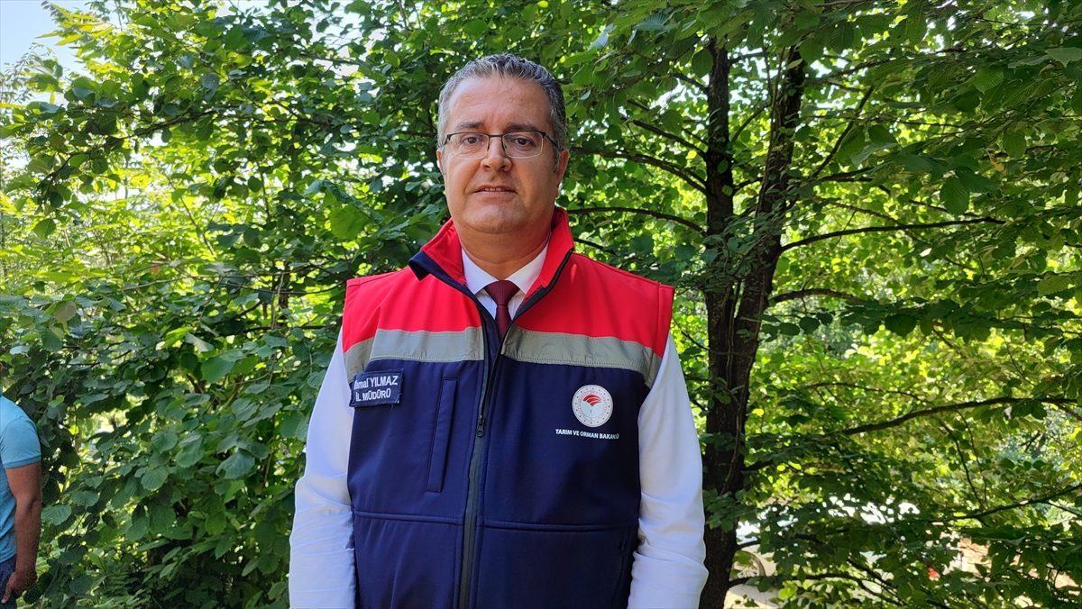 Samsun’da coğrafi işaretli Salıpazarı kestane balında hasat dönemi başladı