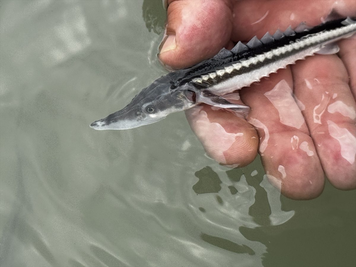 Samsun’da nesli tehlike altındaki mersin balığı yavruları Yeşilırmak’a salındı