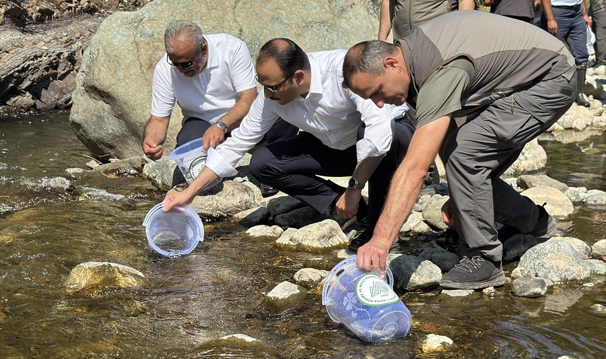Sel felaketinin yaşandığı Bozkurt’taki İlişi Çayı’na 15 bin alabalık salındı