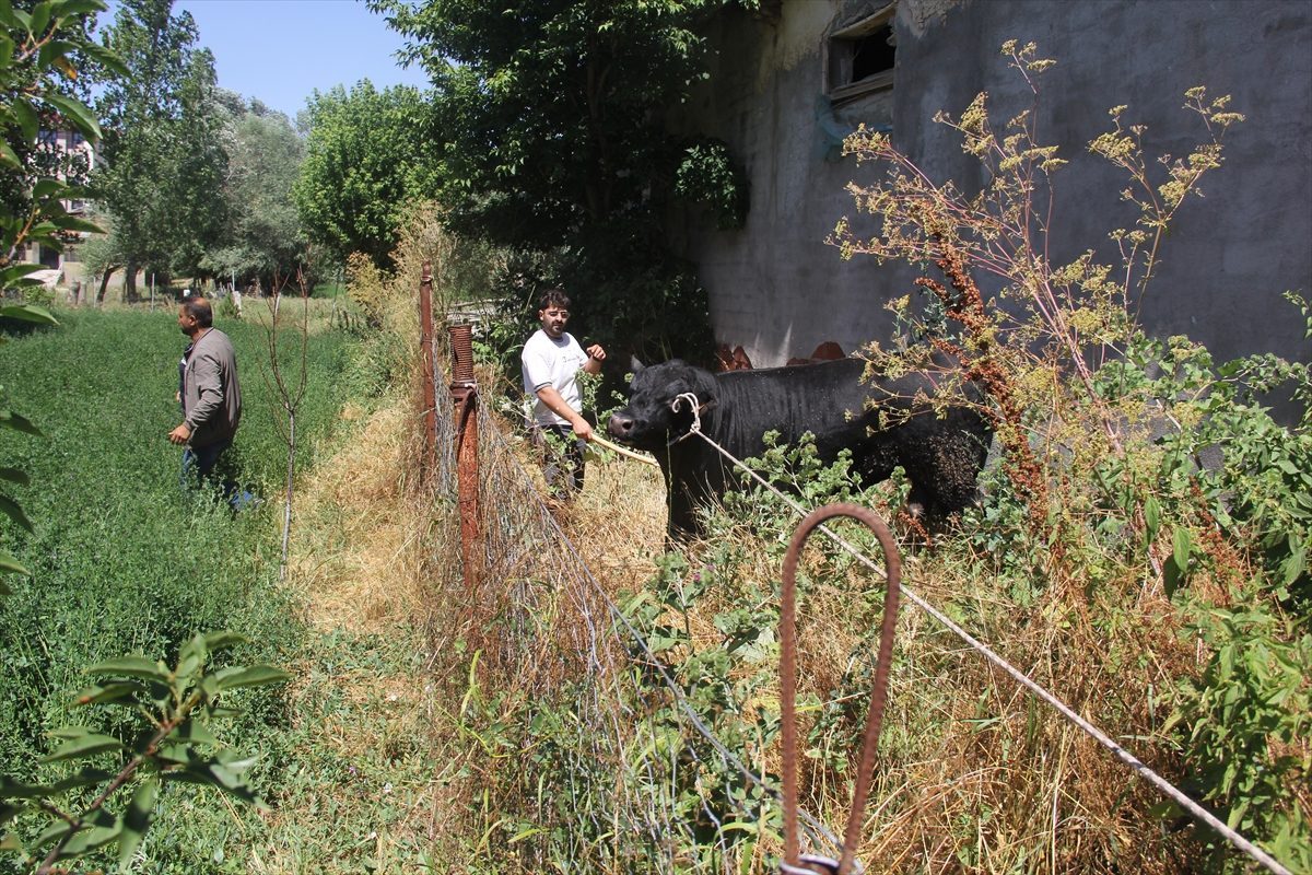Sivas’ta ahırdan kaçan büyükbaş hayvan 2 saatlik kovalamacanın ardından yakalandı