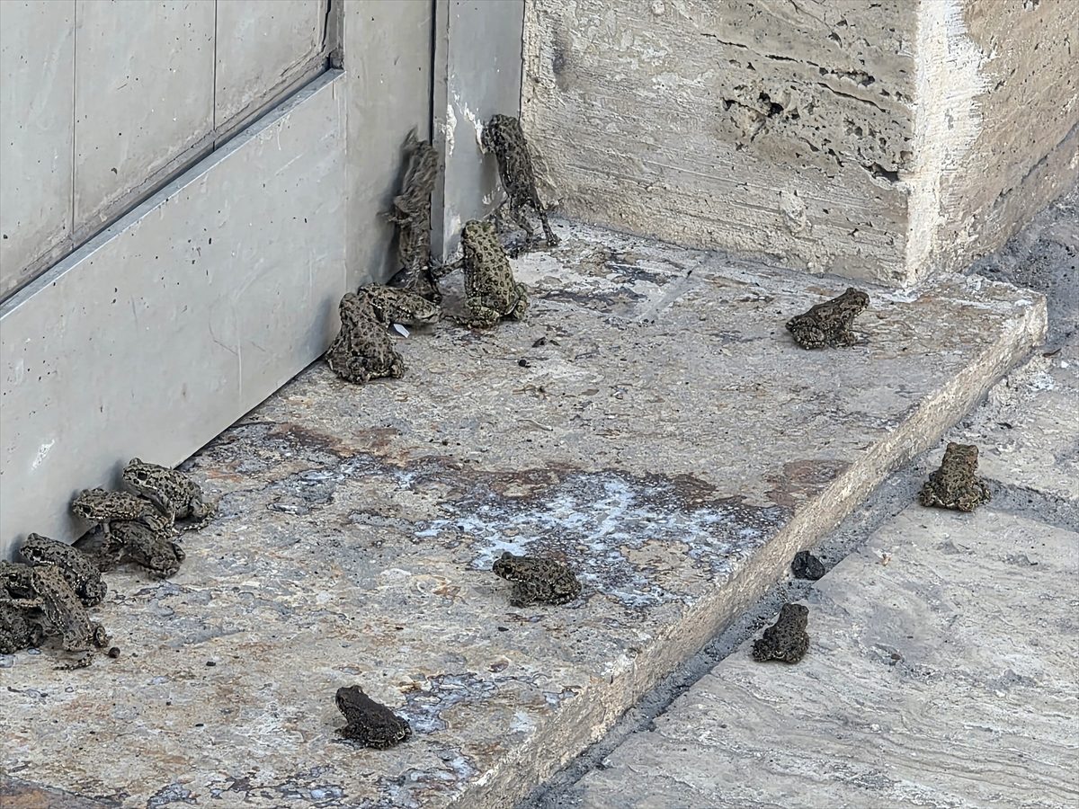Sivas’ta sağanak sonrası kara yolu ve akaryakıt istasyonunda kurbağa yoğunluğu gözlendi