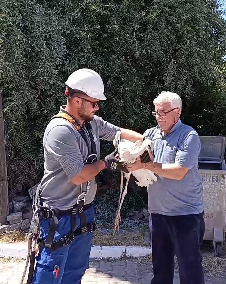 Sivas’ta tedavisi tamamlanan yaralı leylek yavrusu yuvasına bırakıldı