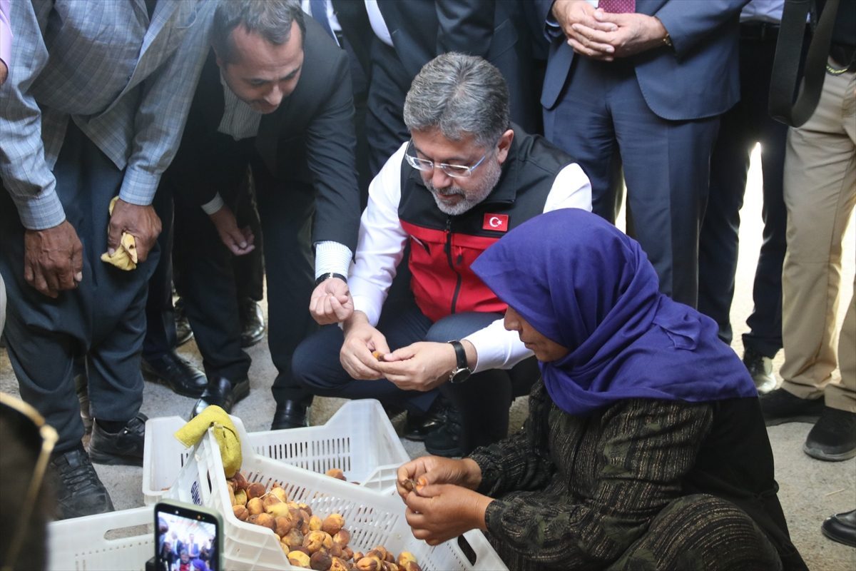 Tarım ve Orman Bakanı Yumaklı, Malatya’da kayısı hasadına katıldı:
