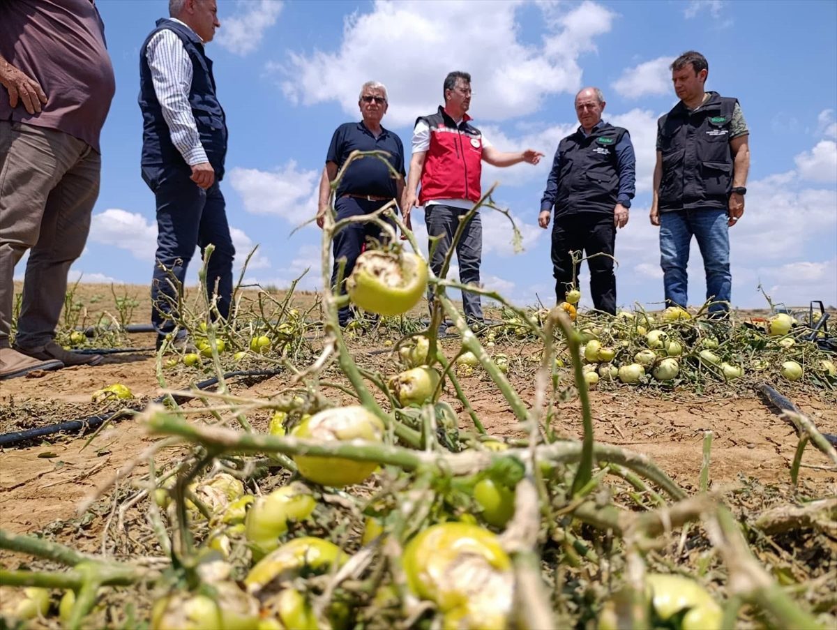 TARSİM Genel Müdürü Engürülü, Tekirdağ’da doludan zarar gören tarım alanlarını inceledi
