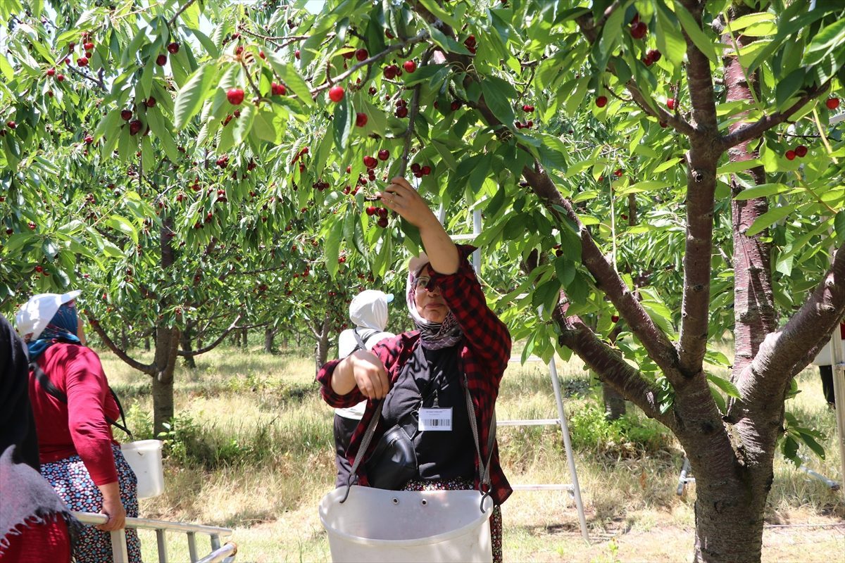 TARSİM’in desteğiyle ayakta kalan 5 bin dönümlük meyve bahçesinde hasat başladı