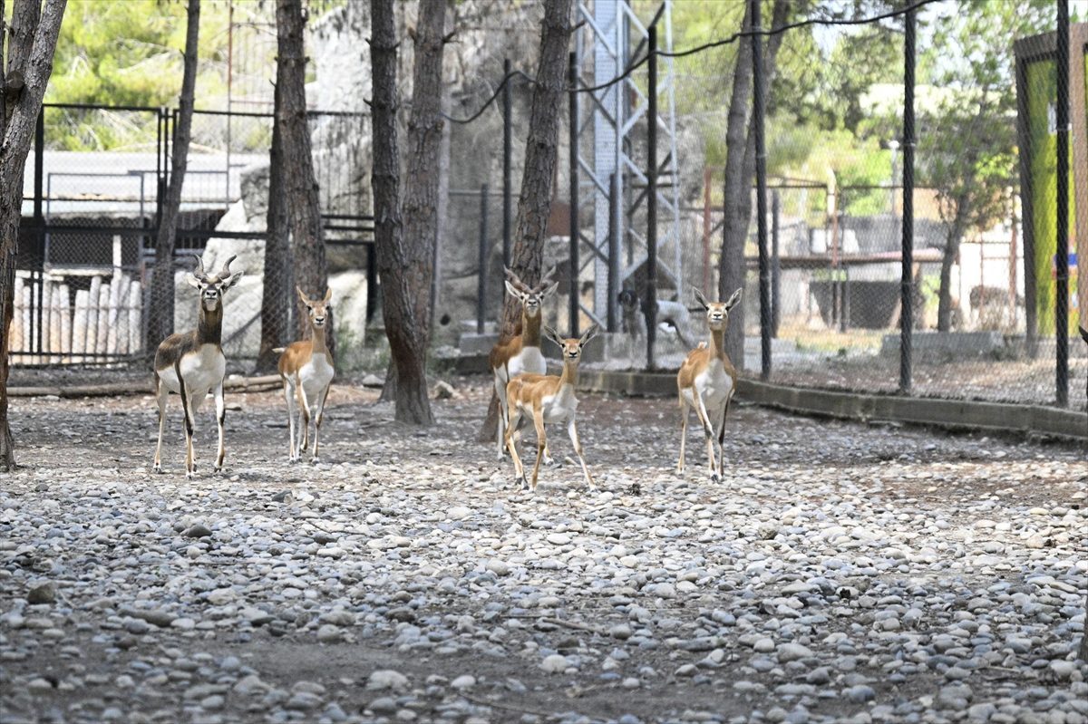 Tarsus Doğa Parkı’nda hayvan popülasyonu yeni yavrularla arttı