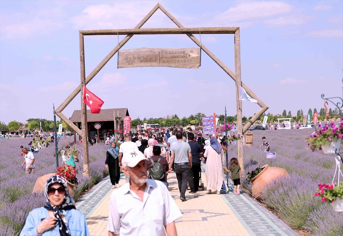 Türkiye’nin en büyük lavanta bahçesinde festival heyecanı başladı
