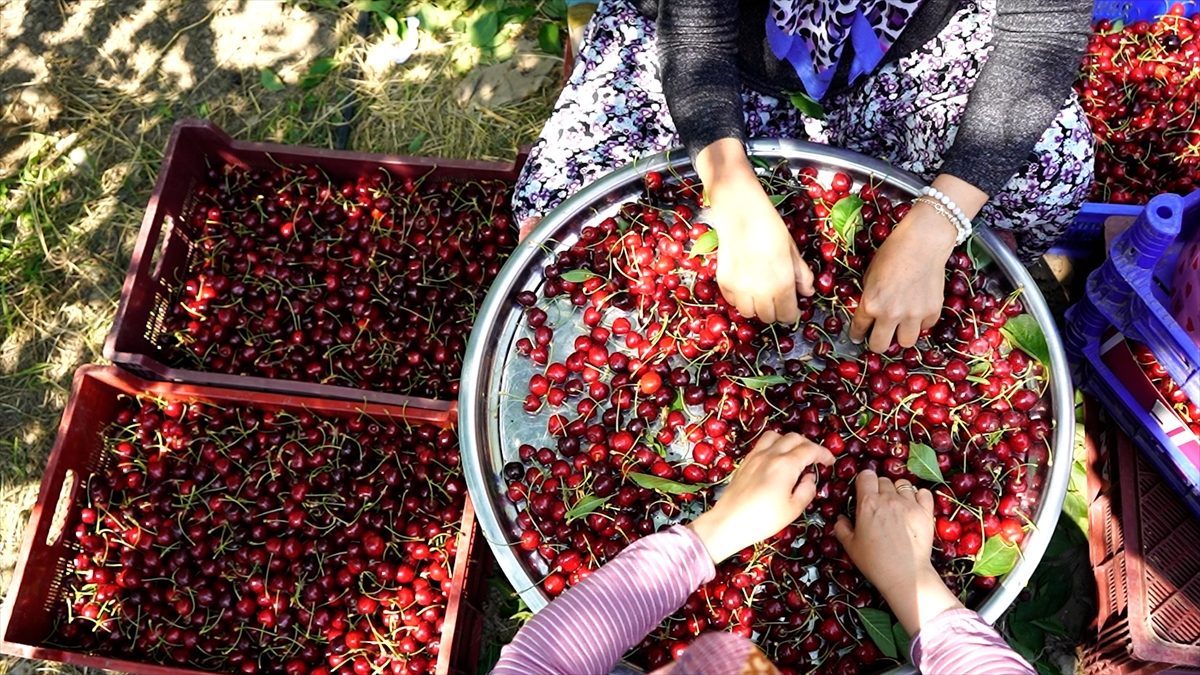 Uluborlu kirazı dalından dünyaya uzanıyor
