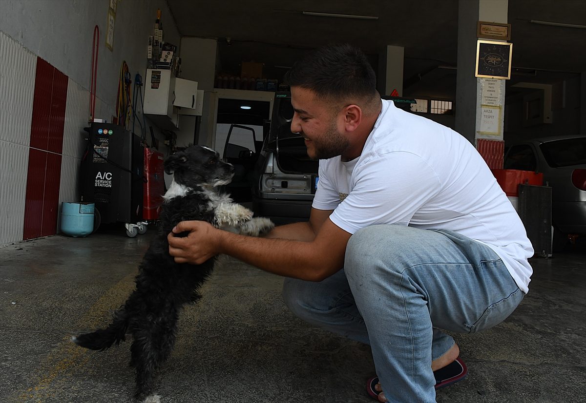 Adana’da boğazına cisim kaçan köpek esnafın müdahalesiyle kurtarıldı
