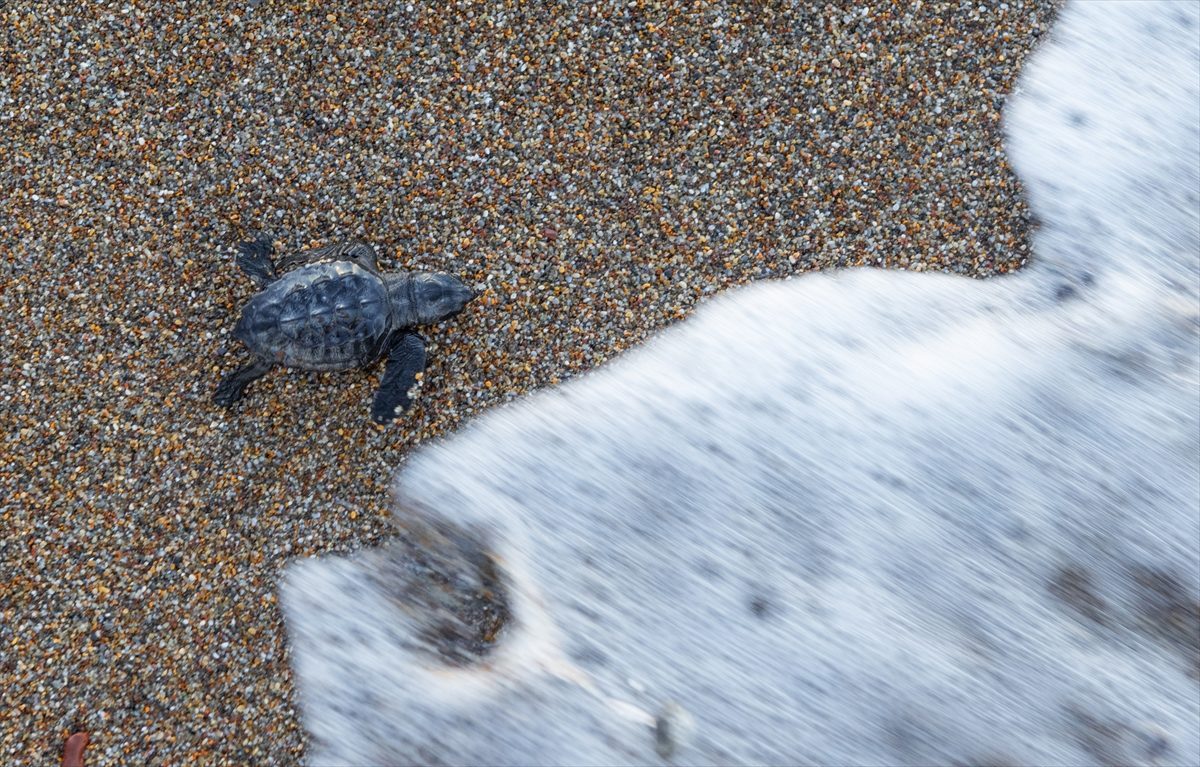 Antalya’da caretta caretta yavrularının mavi sularla buluşması sürüyor