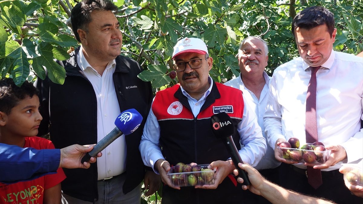 Balıkesir’de “Havran siyah inciri”nin hasadı başladı