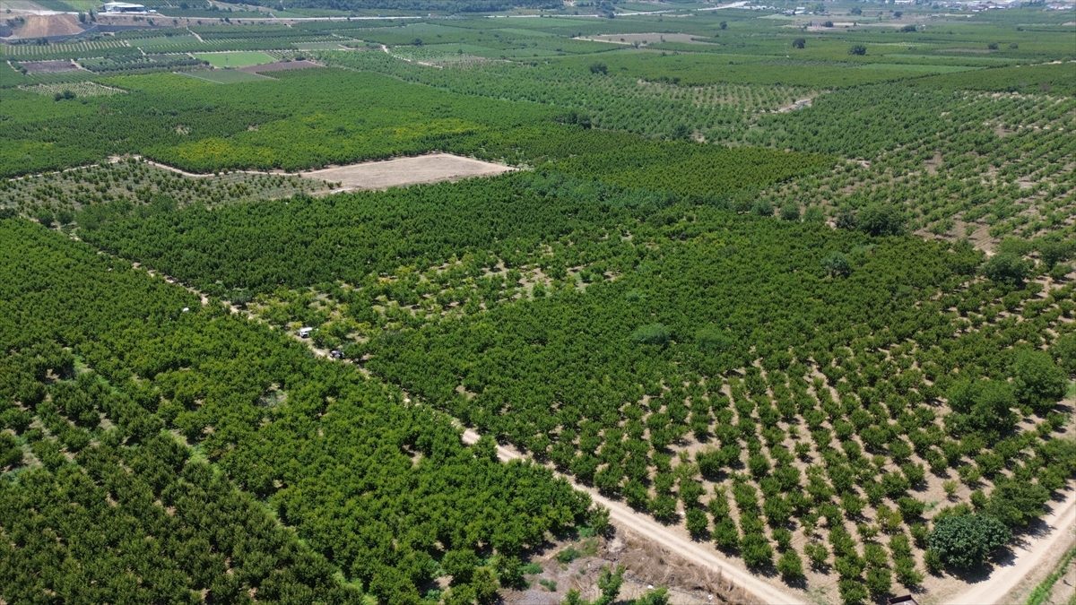 Bilecik’in Osmaneli ilçesinde şeftali hasadı devam ediyor