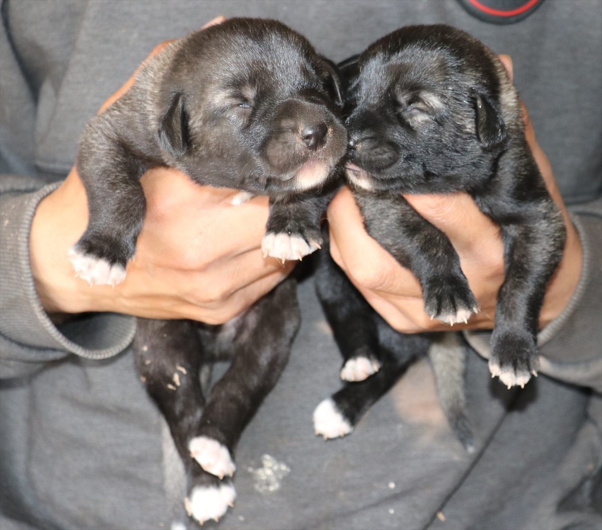 “Bozkırın Aslanı” Kangal köpekleri, ırkının en güzeli seçilmek için yarışacak