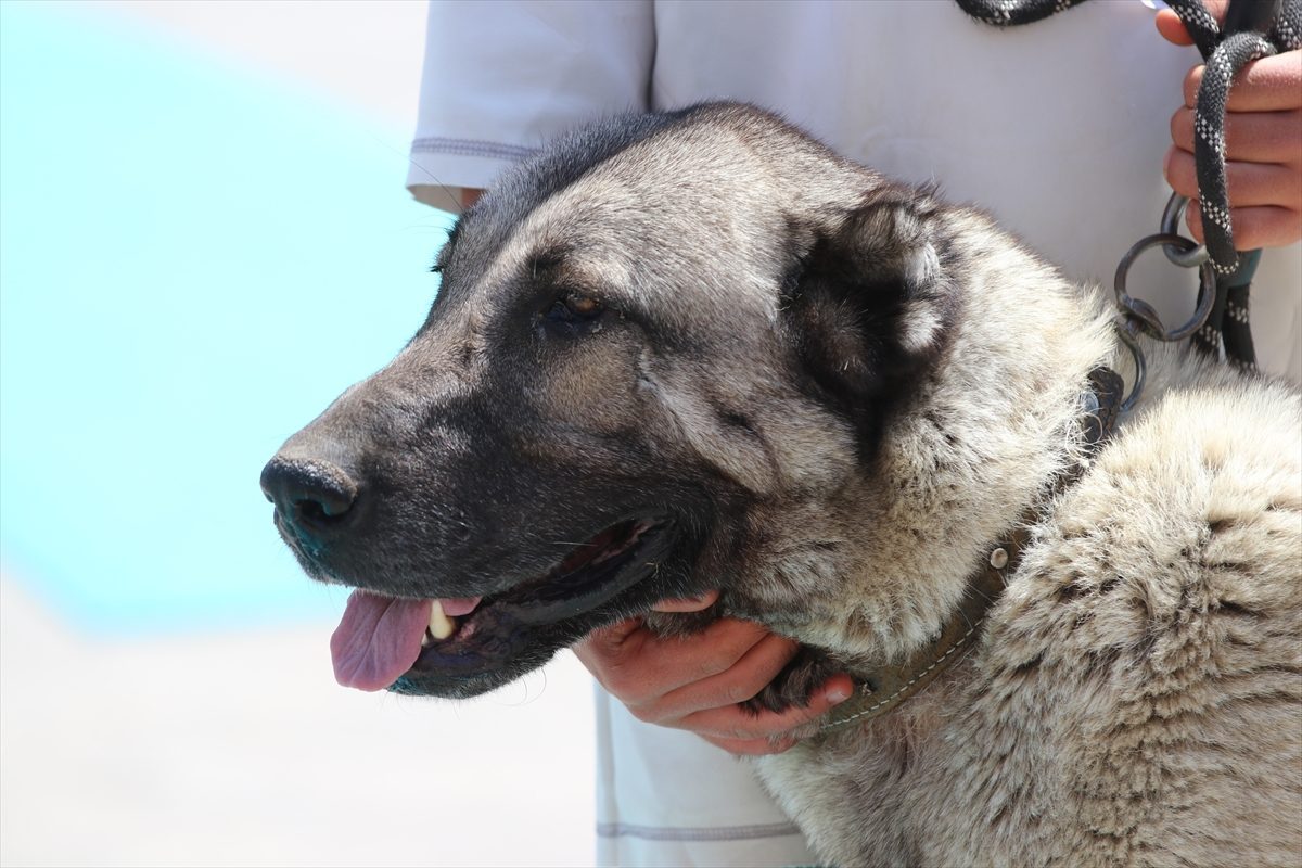 “Bozkırın Aslanı” Kangal köpekleri, ırkının en güzeli seçilmek için yarıştı