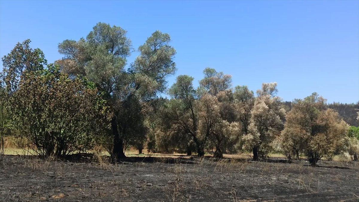 Fethiye’de orman yangınından etkilenen tarım alanlarında hasar tespiti yapılıyor