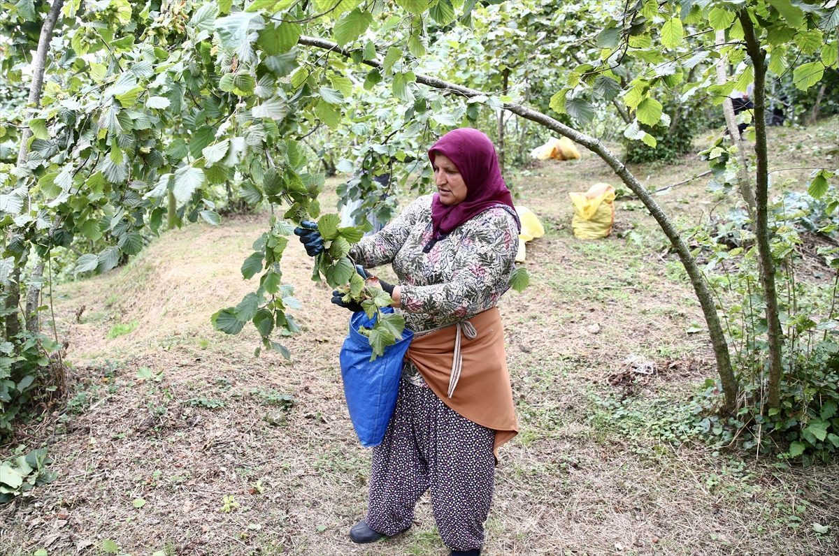 Giresun’da fındık hasadı başladı