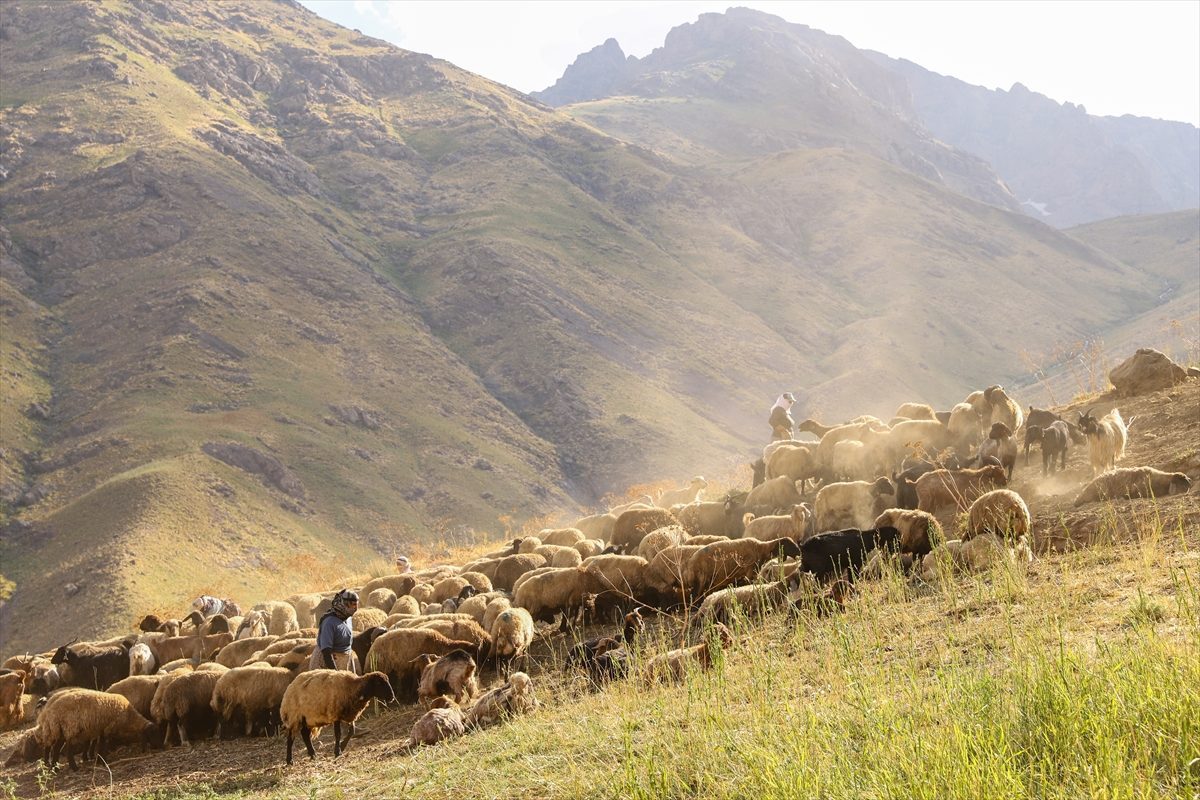 Hakkari’de kadın üreticilerin yaylalardaki süt sağım mesaisi sürüyor