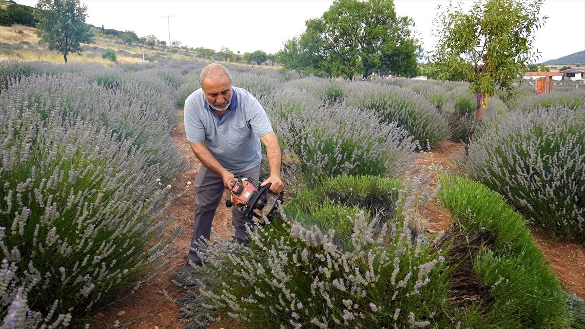 Isparta’da lavanta tarlalarında hasat başladı