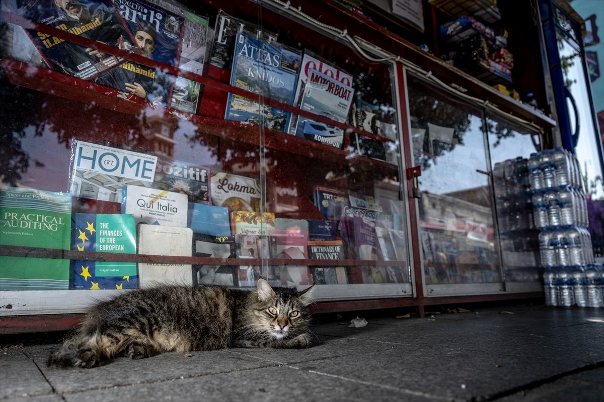 İstanbul’un sokak kedileri şehrin gündelik yaşamına pati izi bırakıyor