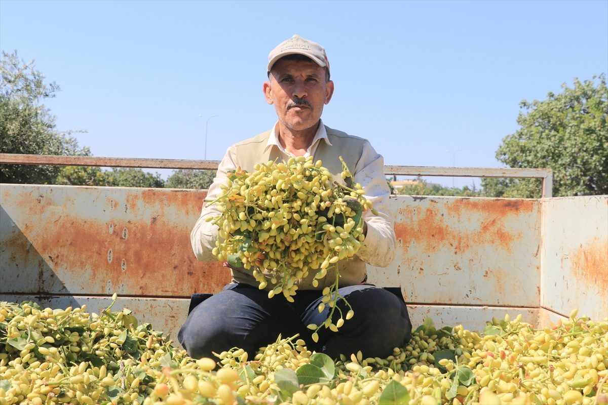 Kilis’te boz Antep fıstığı hasadı başladı