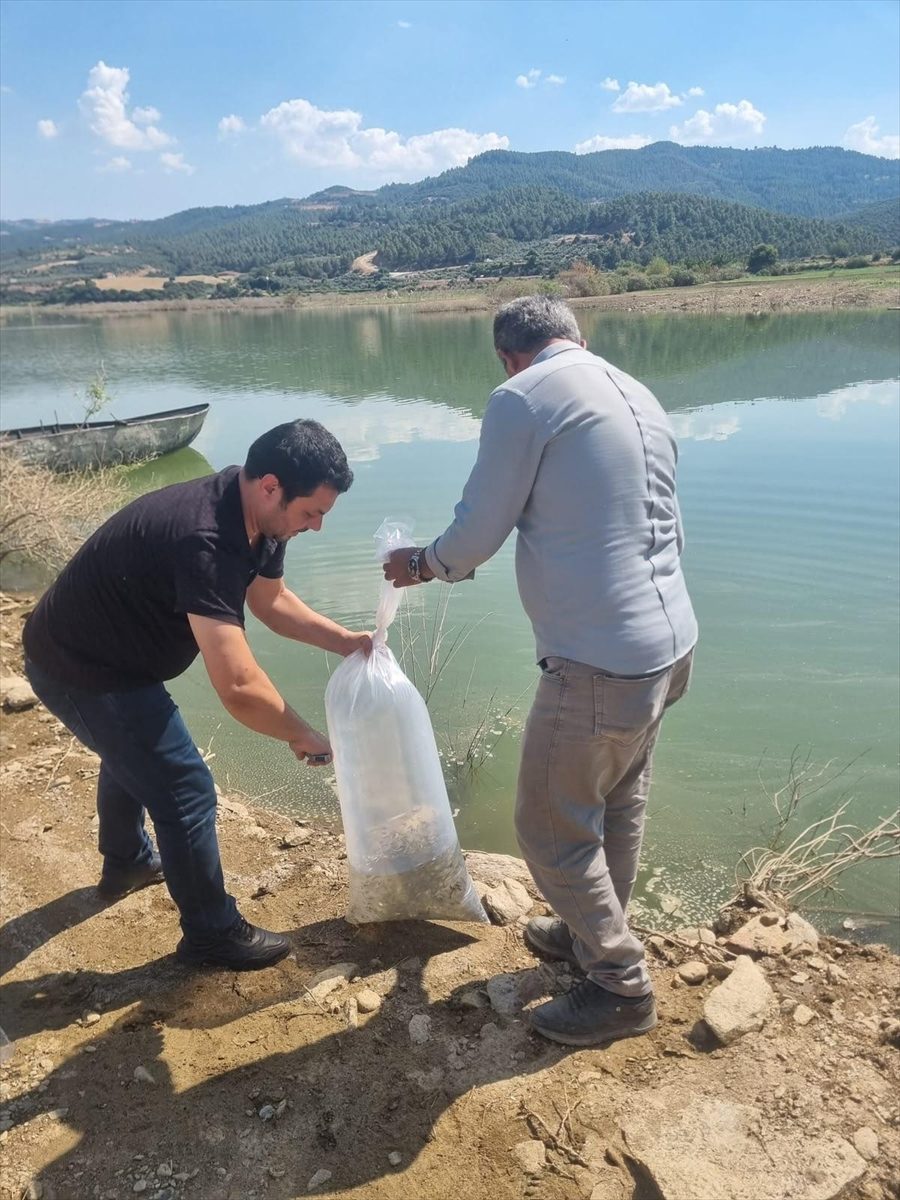 Manisa’da göl ve göletlere 1 milyon 285 bin yavru sazan bırakıldı