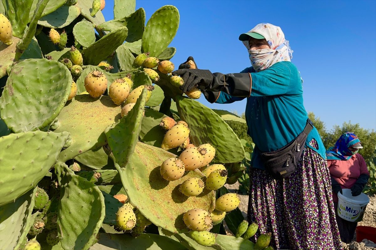 Mersin’de dikenli incir üreticilerinin zorlu hasat mesaisi başladı
