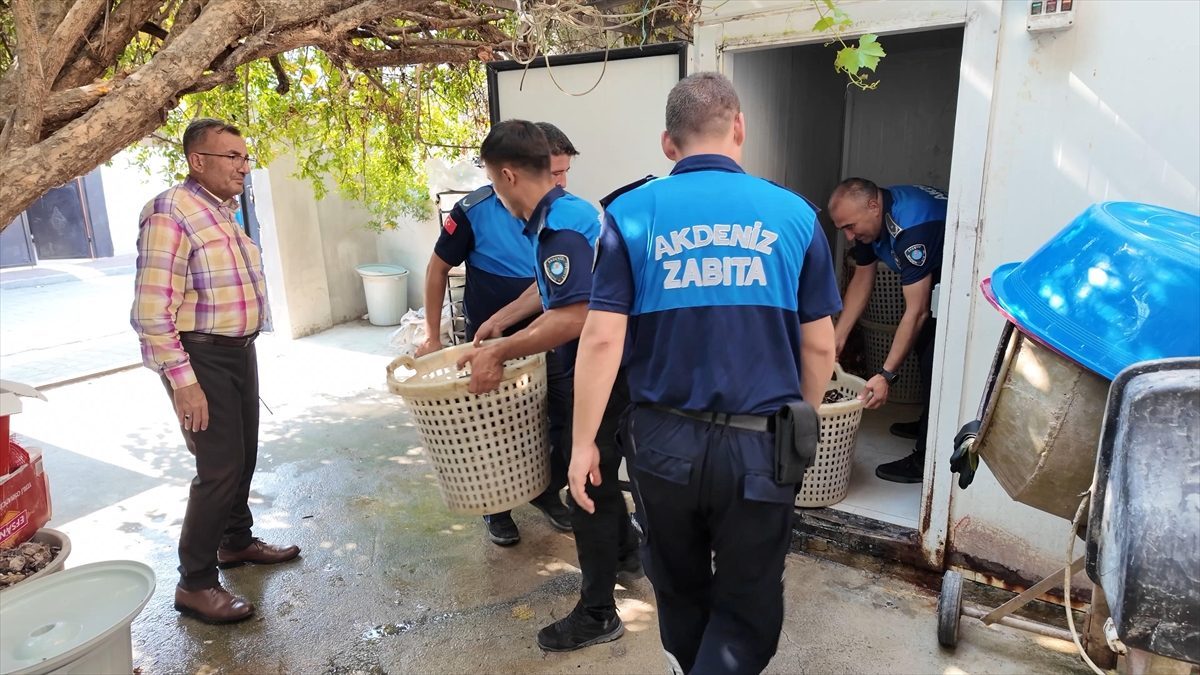 Mersin’de ele geçirilen 200 kilogram bozuk midye dolma imha edildi